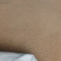 فروش گندم بذری سیروان..تیرگان..