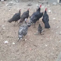 فروش بوقلمون و مرغ