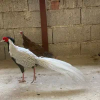 زیبا پرنده|پرنده|رامسر, |دیوار