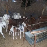 ۱۱بز و کهره پاکستانی بفروش میرسد|حیوانات مزرعه|جیرفت, |دیوار