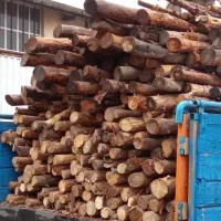 چوب کاج خشک.فقط خرید دارم
