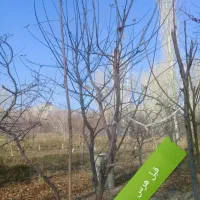 خدمات حرفه‌ای باغداری و هرس کاری