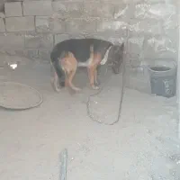 سگ ژرمن