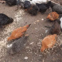 فروش مرغ و جوجه گلین|حیوانات مزرعه|نوشهر, |دیوار