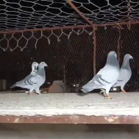 کبوتر|پرنده|مشهد, بهشت|دیوار