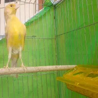 پرنده جفت قناری         ادرس جهان فر