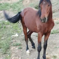 اسب دورگه دوخون
