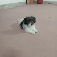 سگ پاکوتاه|سگ|تربت جام, خیرآباد|دیوار