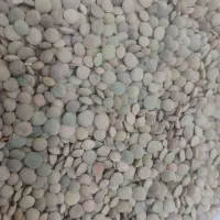 عدس ارگانیک زنجان
