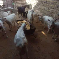 میش وبز وبزغاله|حیوانات مزرعه|تربتحیدریه, بالا ولایت|دیوار