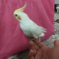 عروس هلندی نر