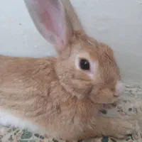 خرگوش