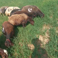 چاپر پوست بادم خوراک دام|عمدهفروشی|چنارود, |دیوار