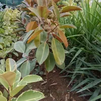 تعدادی گل بابا آدم و فیکوس|گل و گیاه طبیعی|آستانه اشرفیه, |دیوار