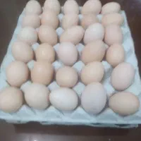 مرغ سفید سرحال وسالم