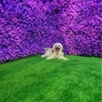 گرین وال گرینوال دیوار سبز|گل مصنوعی|کازرون, |دیوار