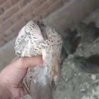 بلدرچین