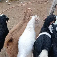 5راس بزغاله نژاد دار برای نگهداری