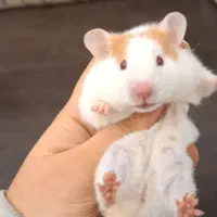 همستر حنایی تربیت شده با لوازم|موش و خرگوش|تهران, جوادیه|دیوار