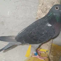 ماده ونروی|پرنده|اردبیل, |دیوار