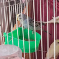 مرغ عشق نر و ماده|پرنده|مشهد, نیروی هوایی|دیوار