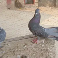 کبوتر طوقی دم چتری سینه و دوبال