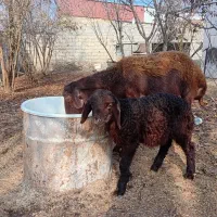 میش جوان با بره نر خوراک خور