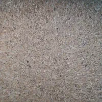 جو دیم ۵۰۰  تا ۶۰۰ کیلو