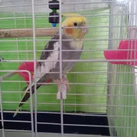 عروس هلندی نر