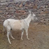 خر سفید