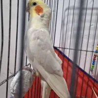 عروس هلندی.طوطی.|پرنده|شیروان (لرستان), |دیوار