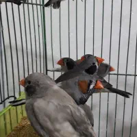 ۱۷ جفت پرنده