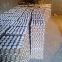 مرکز پخش تخم مرغ تابان|عمده‌فروشی|مشهد, خواجه ربیع|دیوار