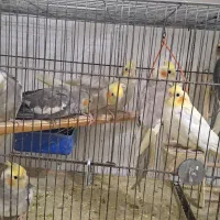 فروش جوجه عروس|پرنده|رشت, تازه آباد|دیوار