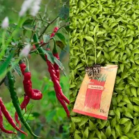 نشا گوجه بادمجان فلفل دلمه و تند و...