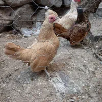 مرغ‌خروس بوف وارداتی نایاب