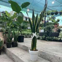 سانسوریا خاص برای روز مادر،هدیه ماندگار، قیمت ویژه|گل و گیاه طبیعی|رشت, بیجارپس|دیوار