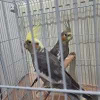 دو عدد عروس هلندی ۱۰ ماهه