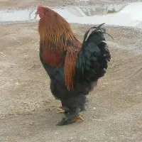 خروس قلدر ولی لوتی،برهما اصیل