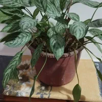 گل طبیعی آپارتمانی آگلونما