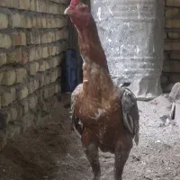 خروس لاری اصیل سالم قیمت 2