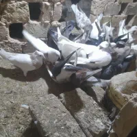 کبوتر|پرنده|سبزوار, طبرسی (جعفرآباد)|دیوار