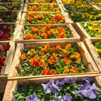 بنفشه بذر F1 خارجی ( هلندی ) جعبه ای|گل و گیاه طبیعی|تهران, عباسآباد|دیوار