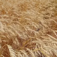 گندم دیم
