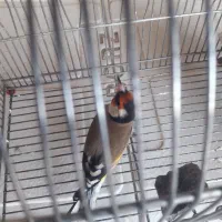 سهره 2500|پرنده|شیراز, بریجستون|دیوار