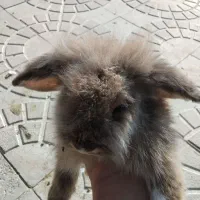 خرگوش لپ|موش و خرگوش|فسا, |دیوار