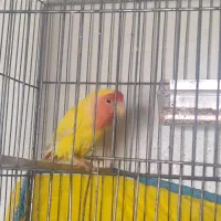 دو جفت طوطی برزیلی