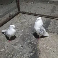 دوکت پلنگ نر