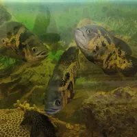 ماهی اسکار درشت|ماهی|بندرعباس, |دیوار