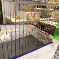 قفس در حد نو با لانه آماده برای جفت کردن